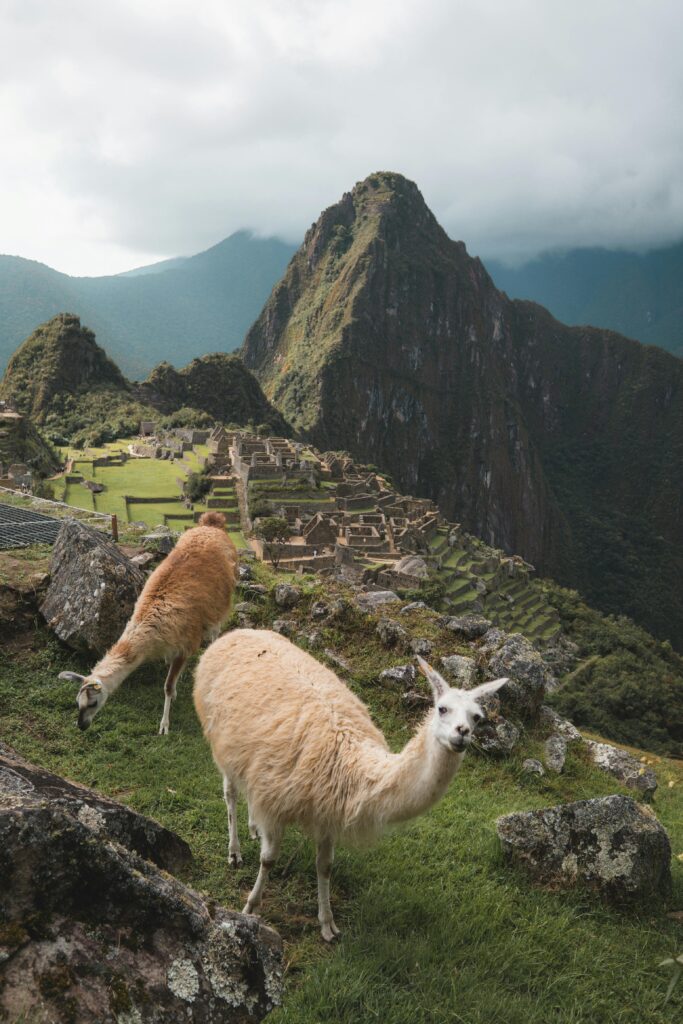 pexels-photo-3879058-3879058 Llamas on lush grass with stunning Machu Picchu and mountains in the background.